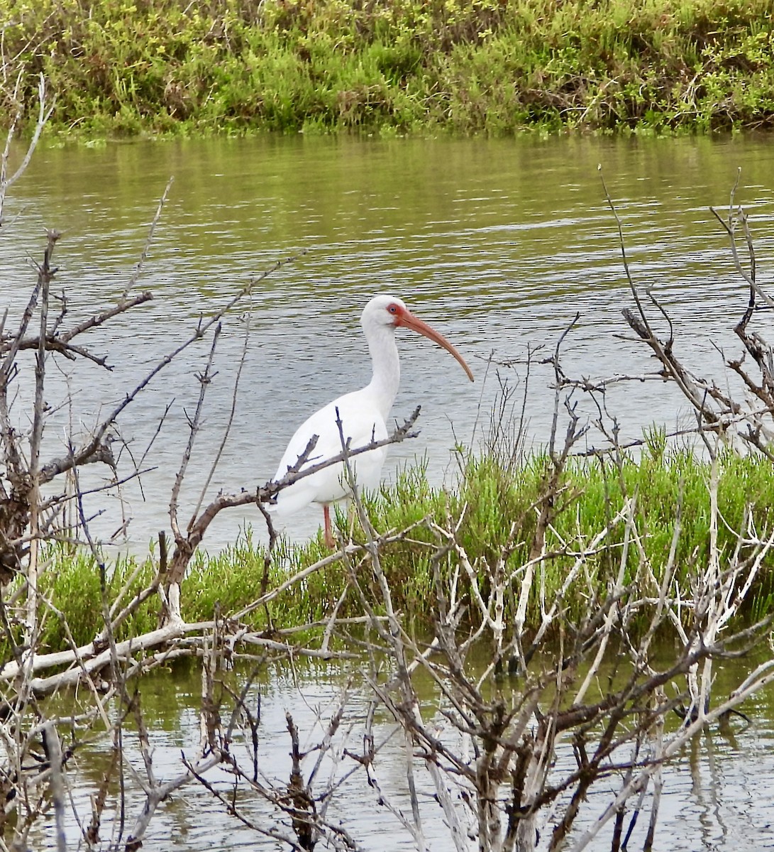 hvitibis - ML647836455