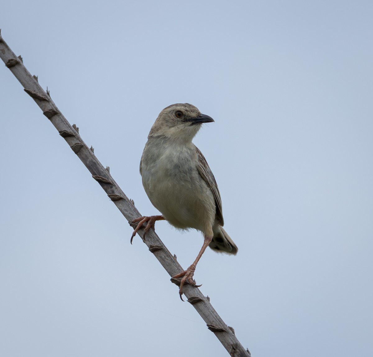 kvekkegressanger - ML647836457