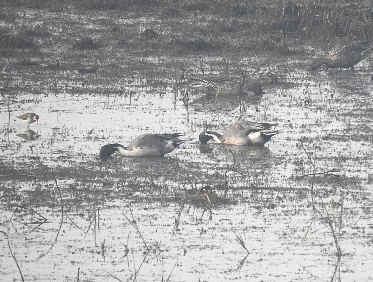 stjertand - ML647836458