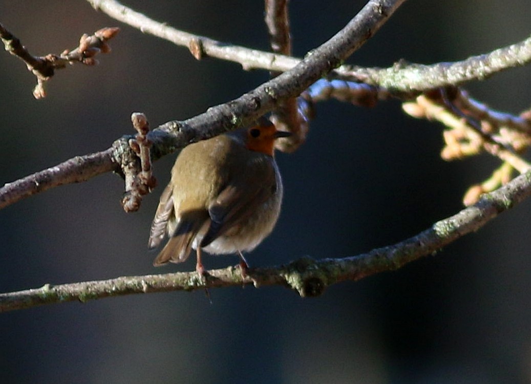 rødstrupe - ML647836459