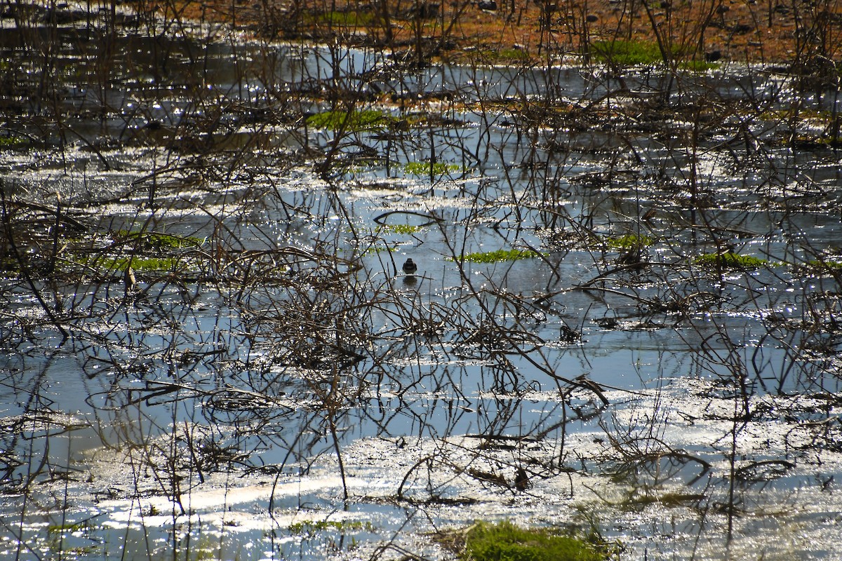 tobeltelo - ML647836460