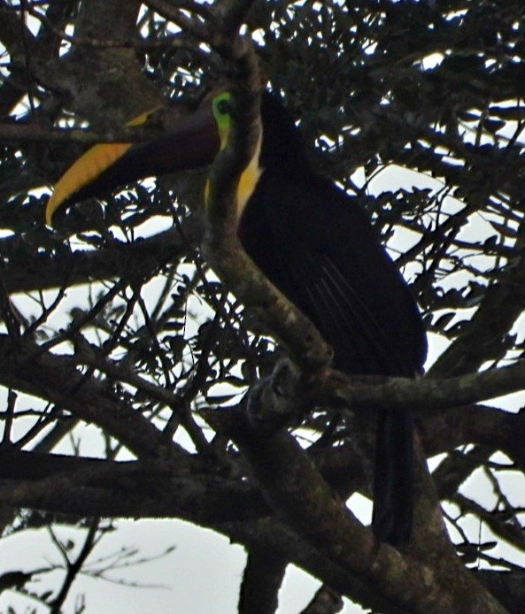 gulnebbtukan - ML647836461