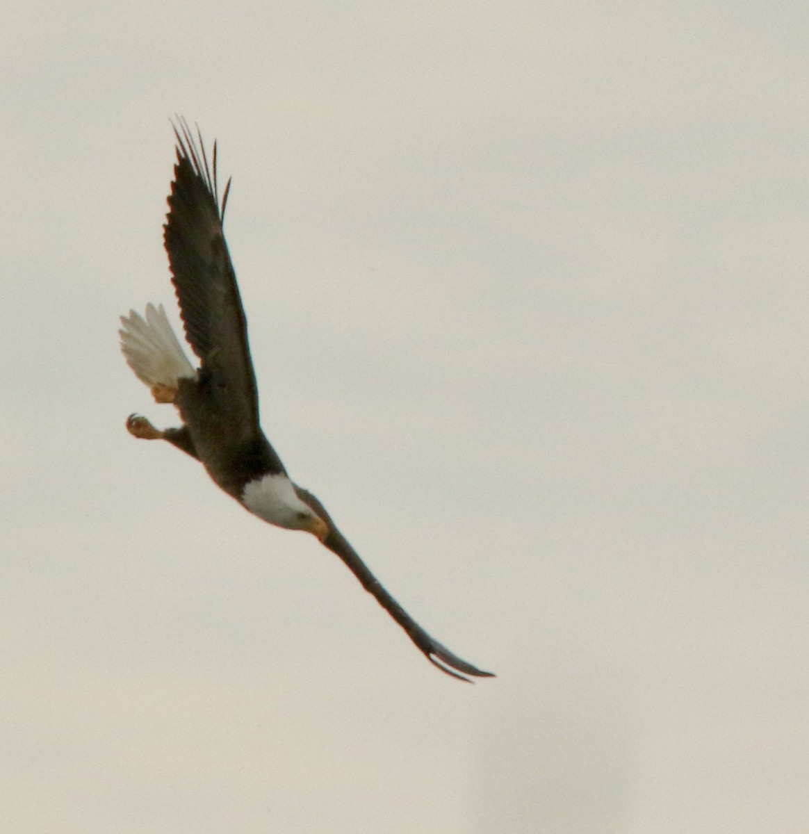 hvithodehavørn - ML647836462