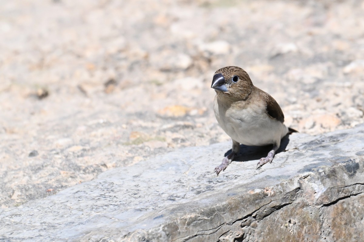 savannesølvnebb - ML647836463