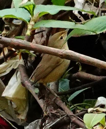 busksanger - ML647836464