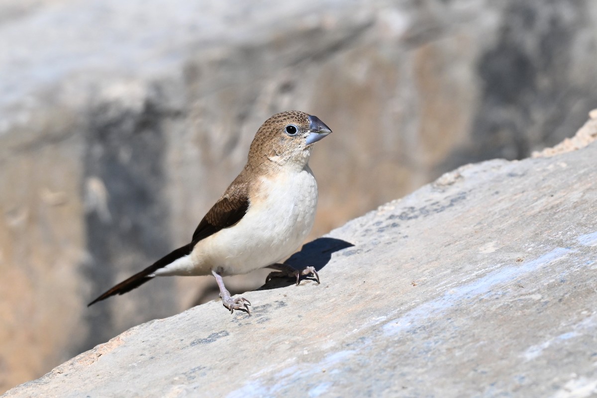 savannesølvnebb - ML647836465