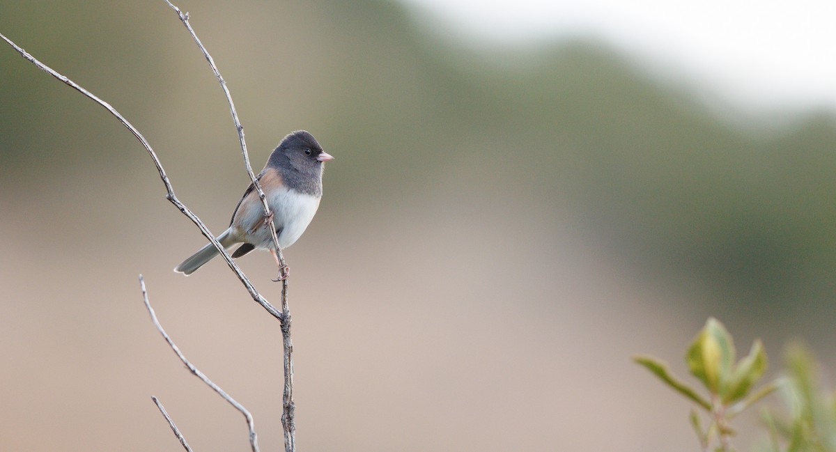 vinterjunko (oreganus gr.) - ML647836466