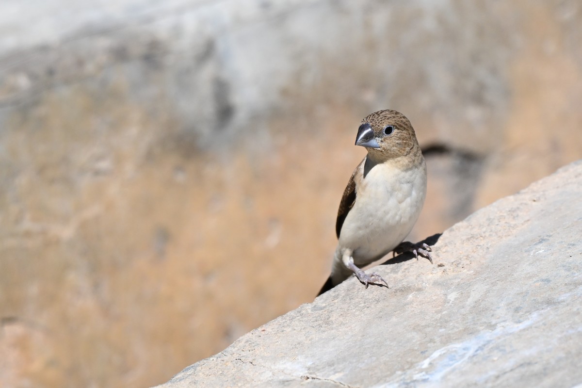 savannesølvnebb - ML647836467