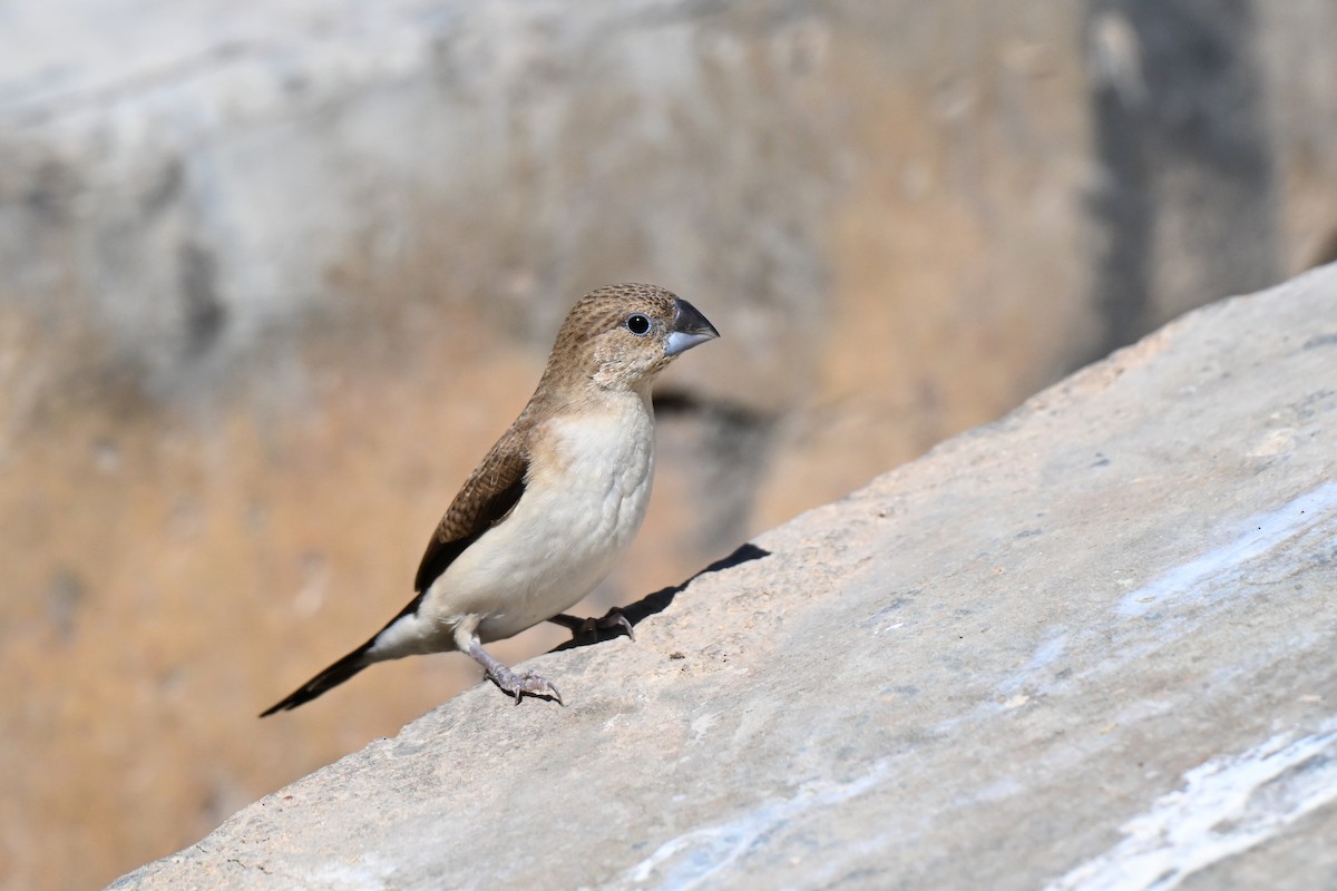 savannesølvnebb - ML647836468