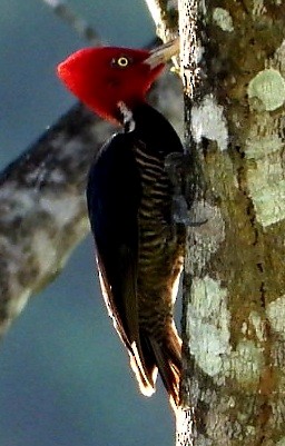 mayaspett - ML647836470