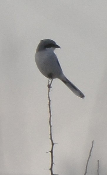 amerikavarsler - ML647836471