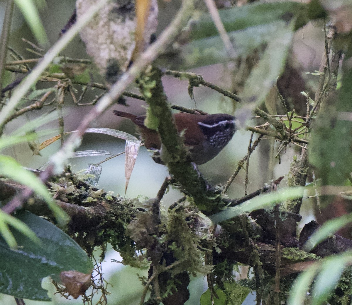 gråbrystskogsmett - ML647836472