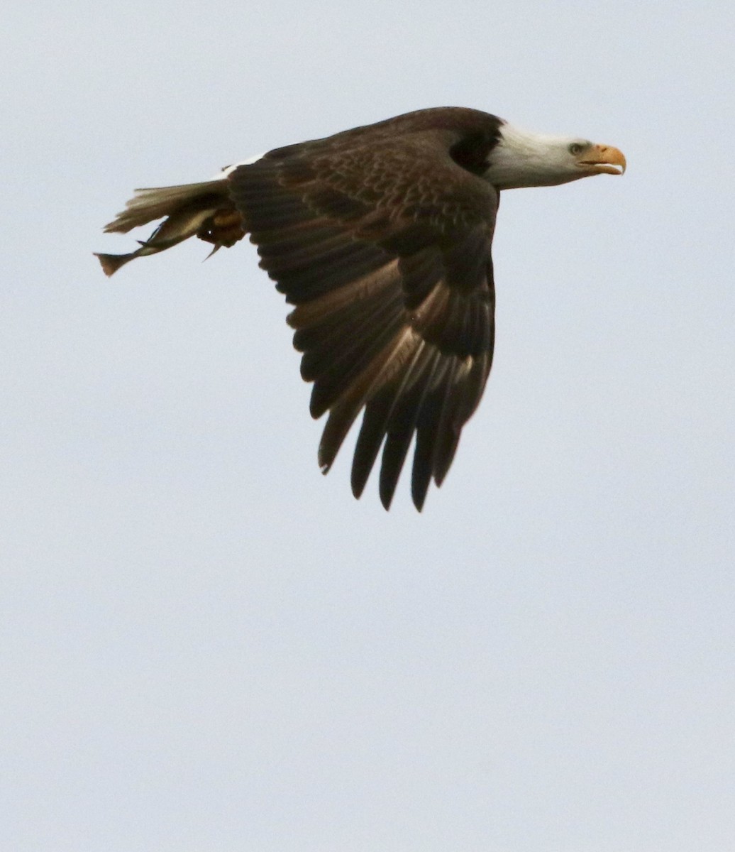 hvithodehavørn - ML647836473