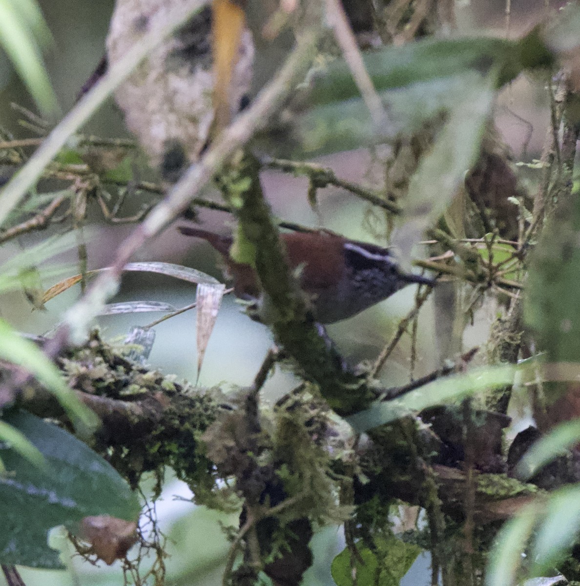 gråbrystskogsmett - ML647836475