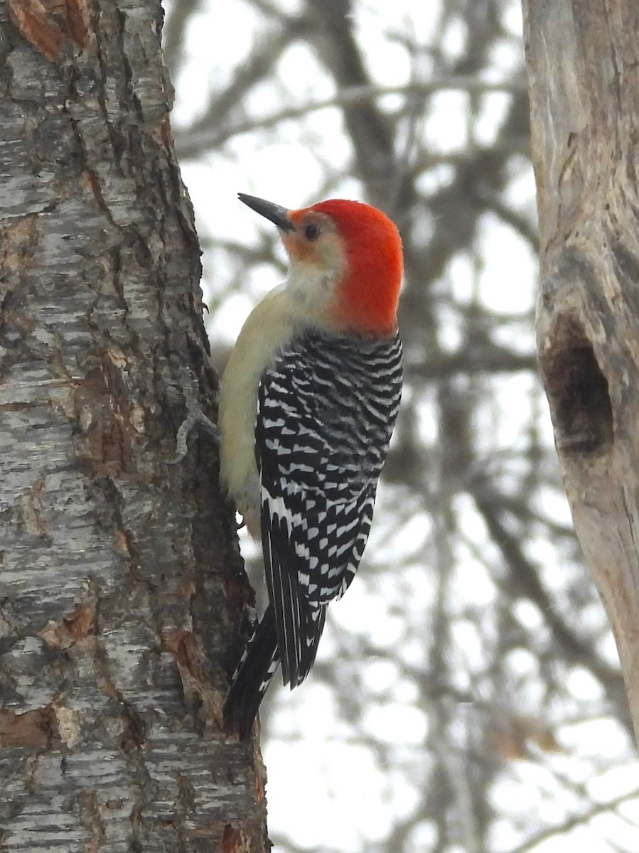 lundspett - ML647836478