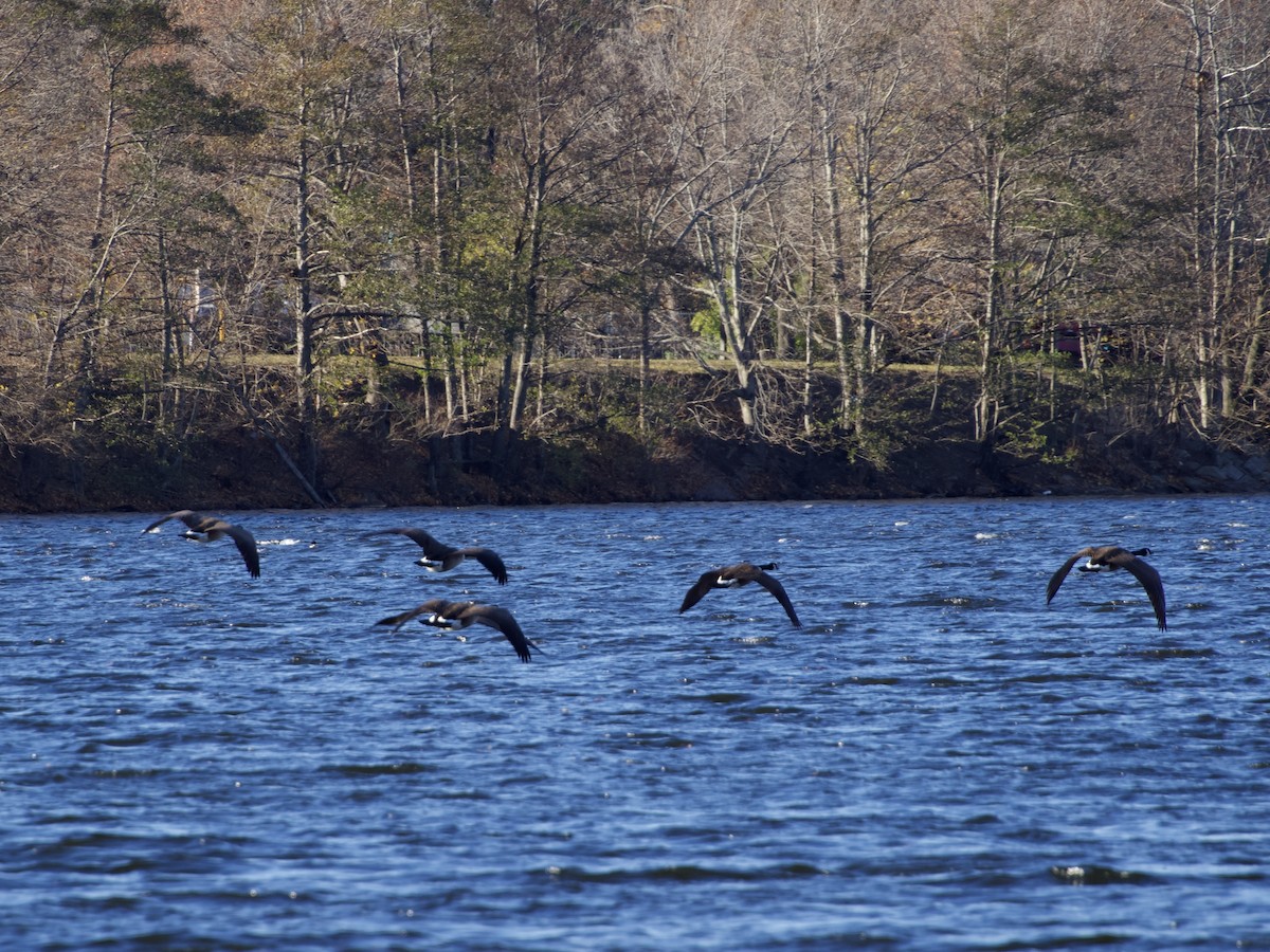 kanadagås - ML647836479