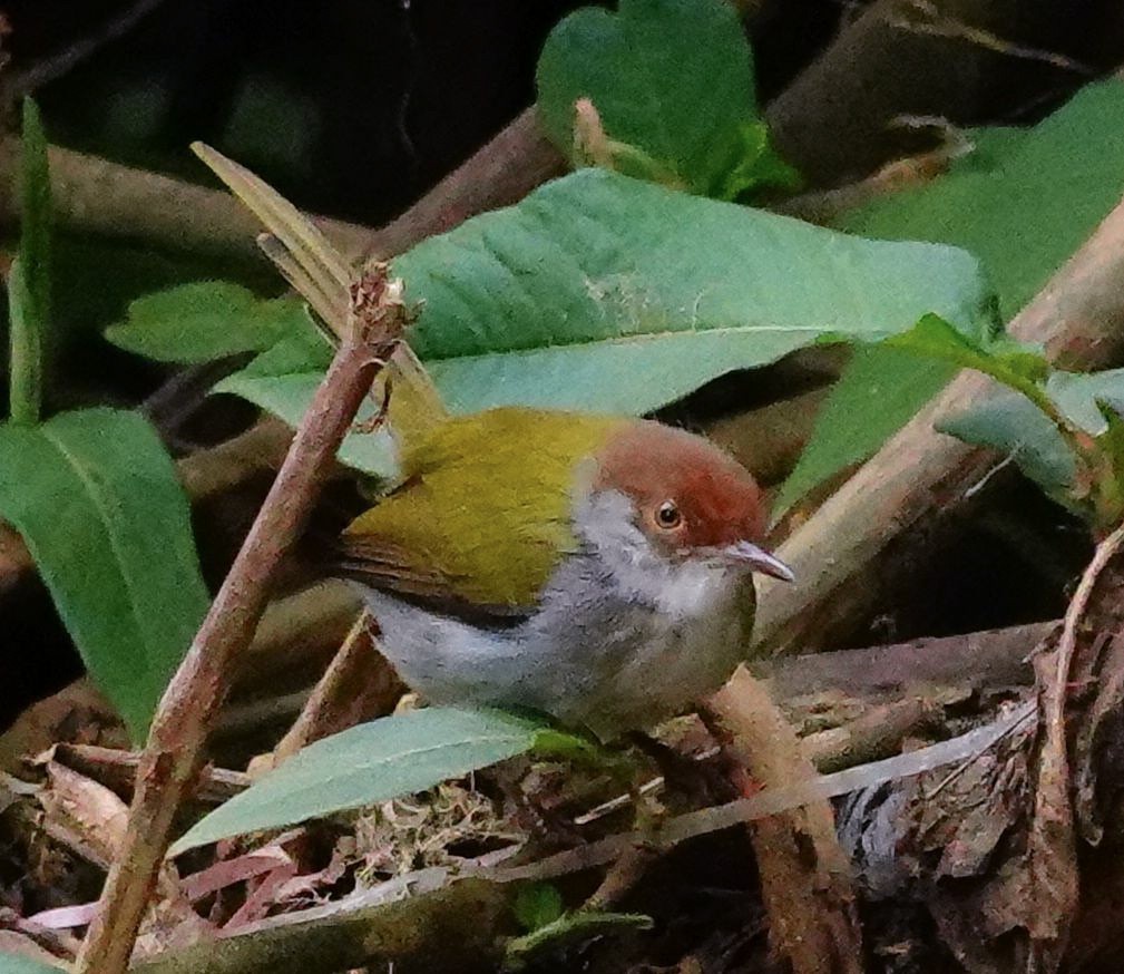 Common Tailorbird - ML647836483