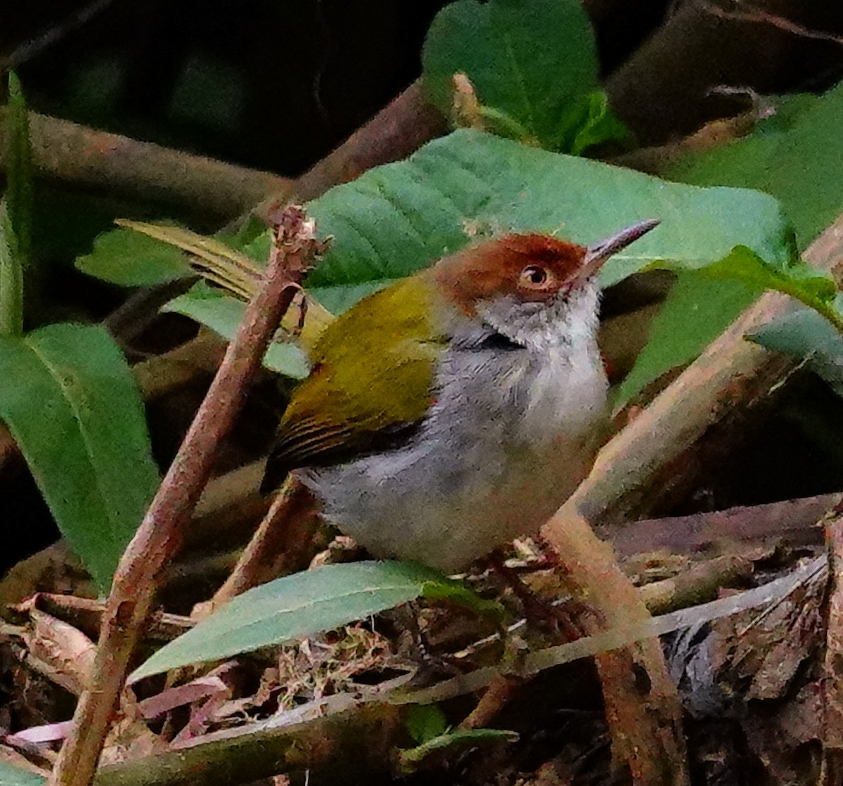 Common Tailorbird - ML647836484