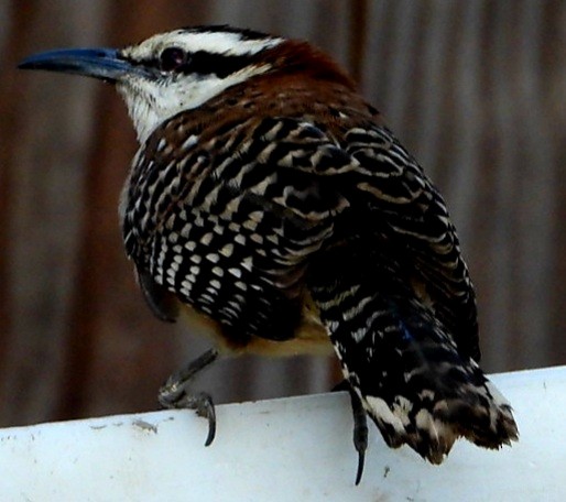 Rufous-backed Wren - ML647836494