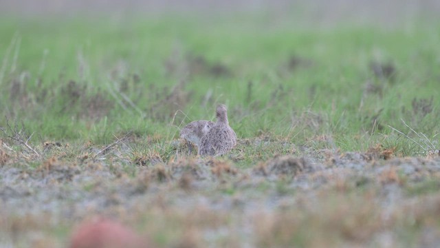 Перепончатопалый улит (inornata) - ML647836535