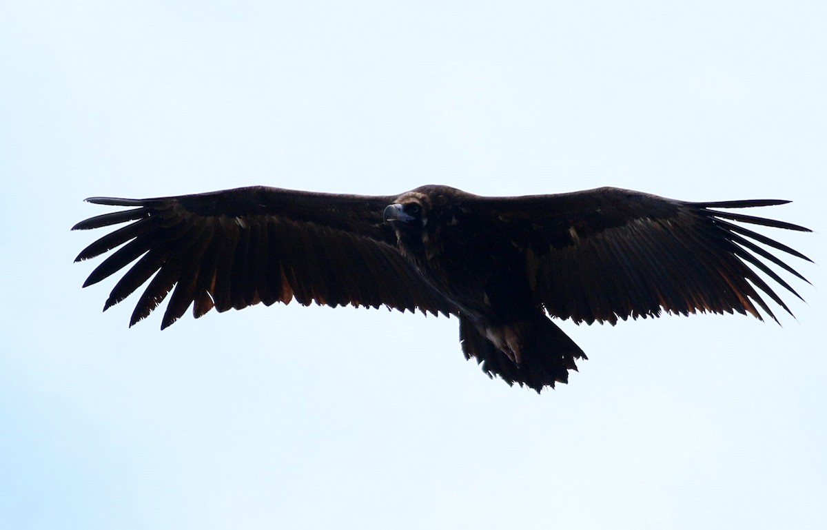 Buitre Negro - ML647836537