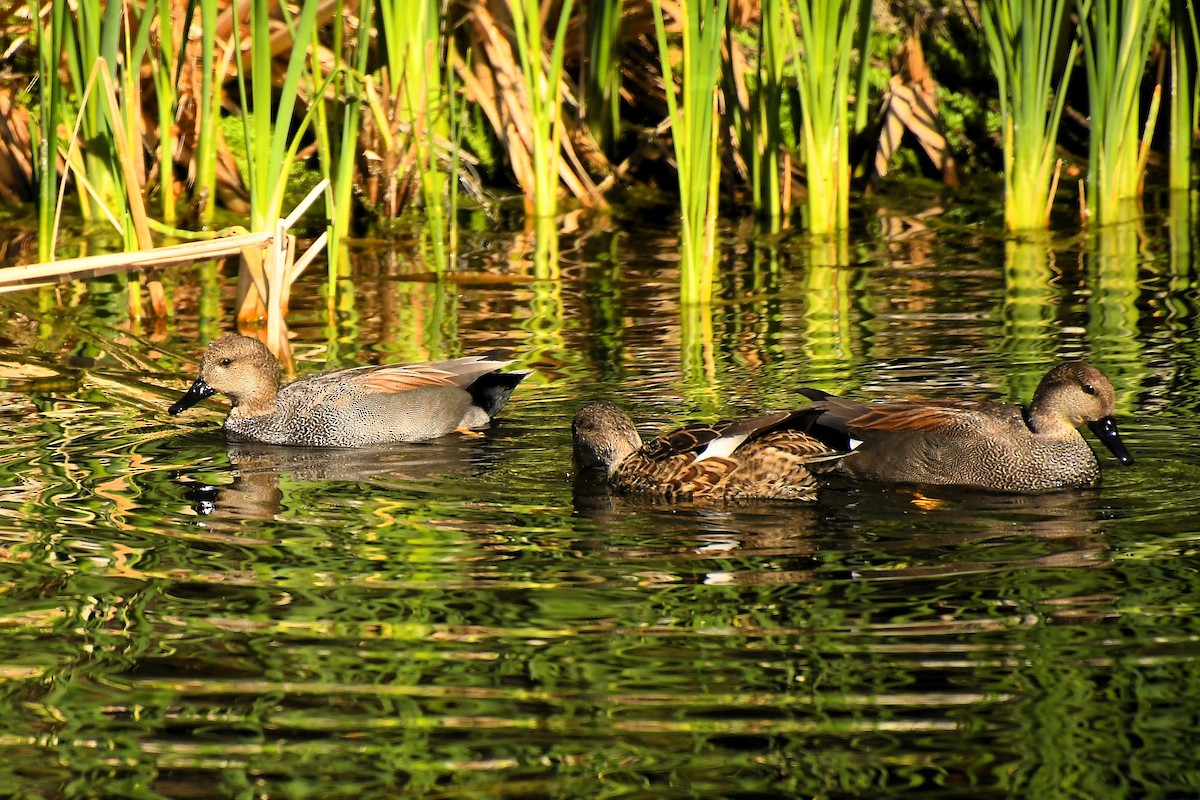 Серая утка - ML647836550