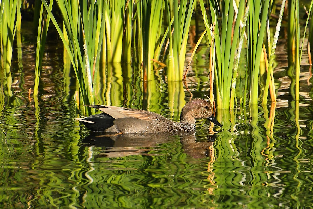 Серая утка - ML647836554