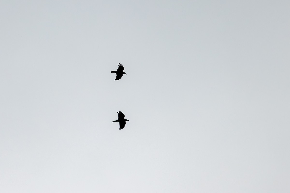 Corvo imperiale - ML647836591