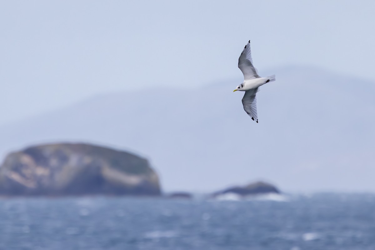 krykkje - ML647836651