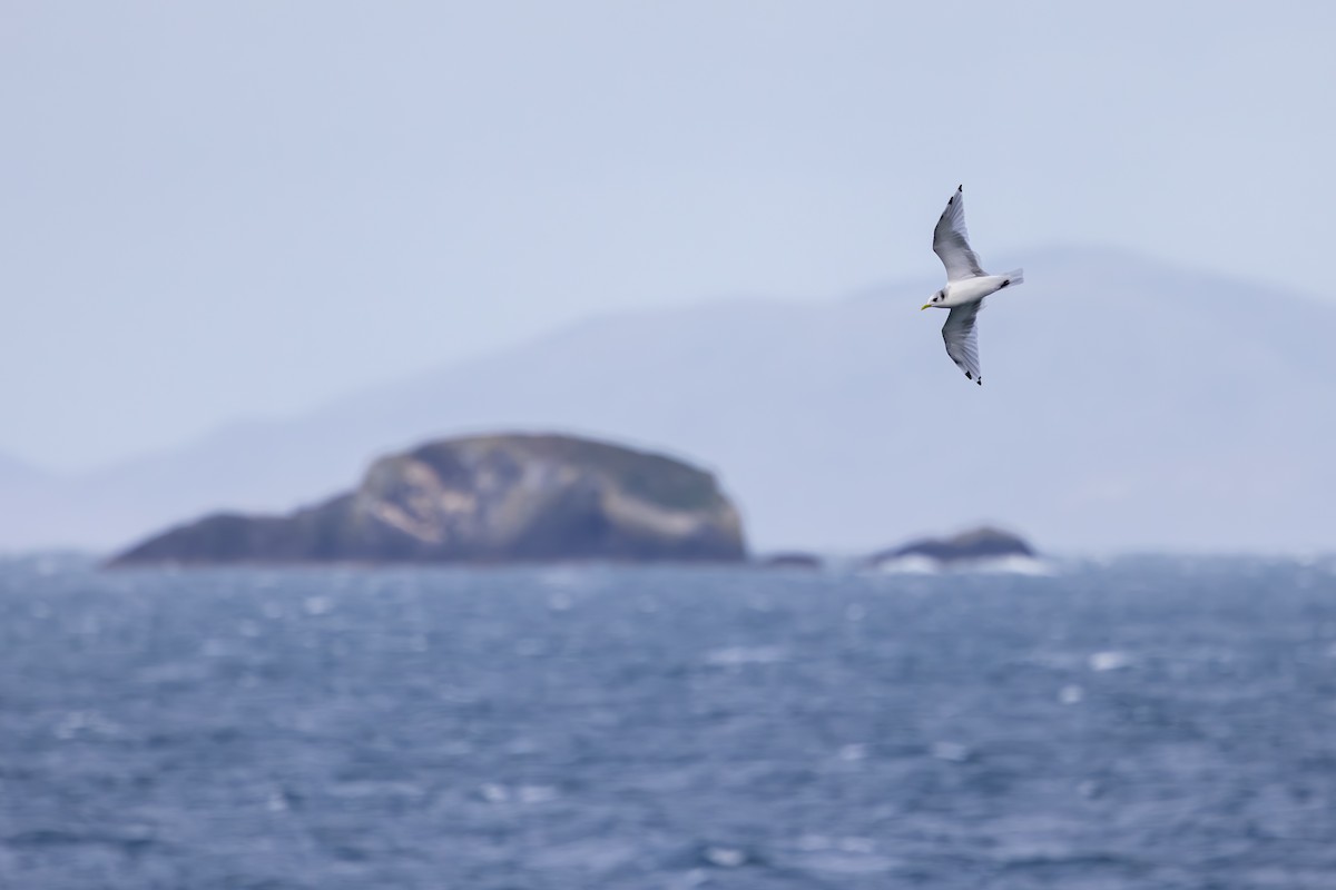 krykkje - ML647836653