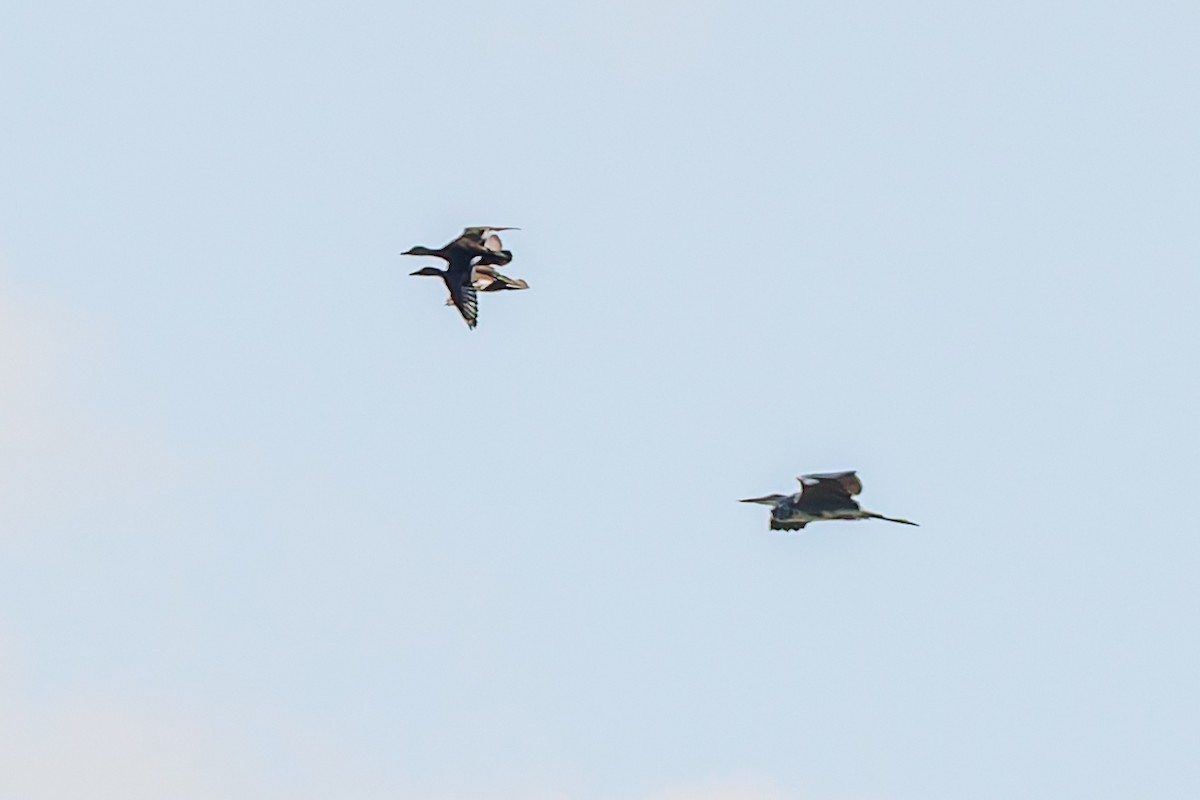 Серая утка - ML647836657