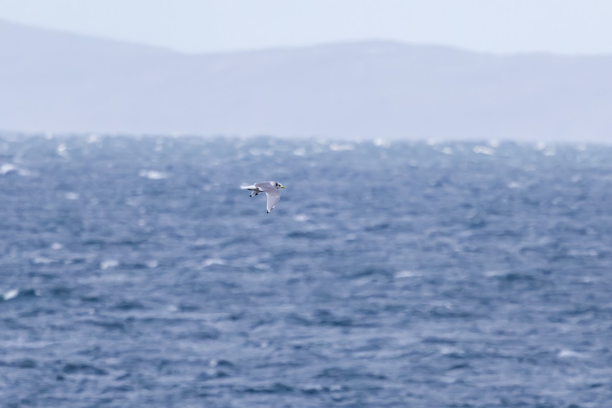 krykkje - ML647836679