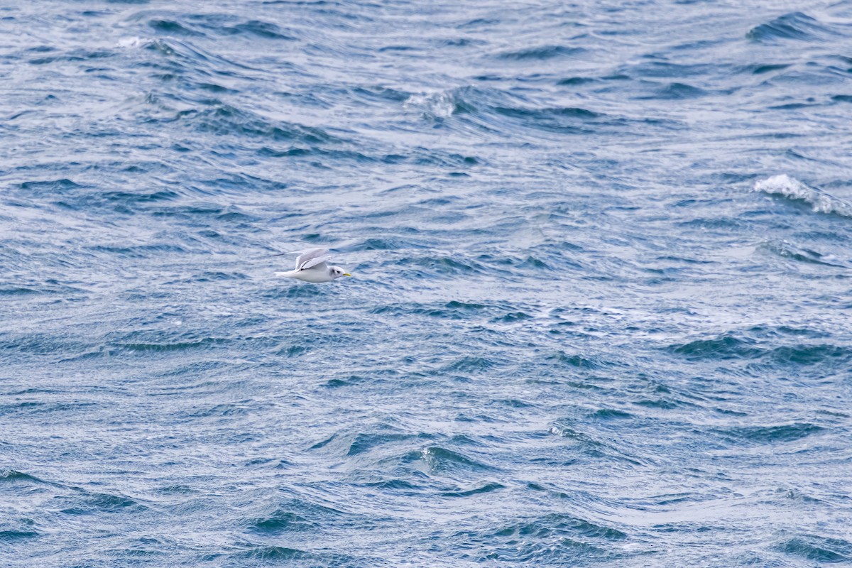 krykkje - ML647836684