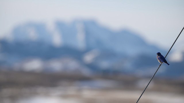 Западная сиалия - ML647836685