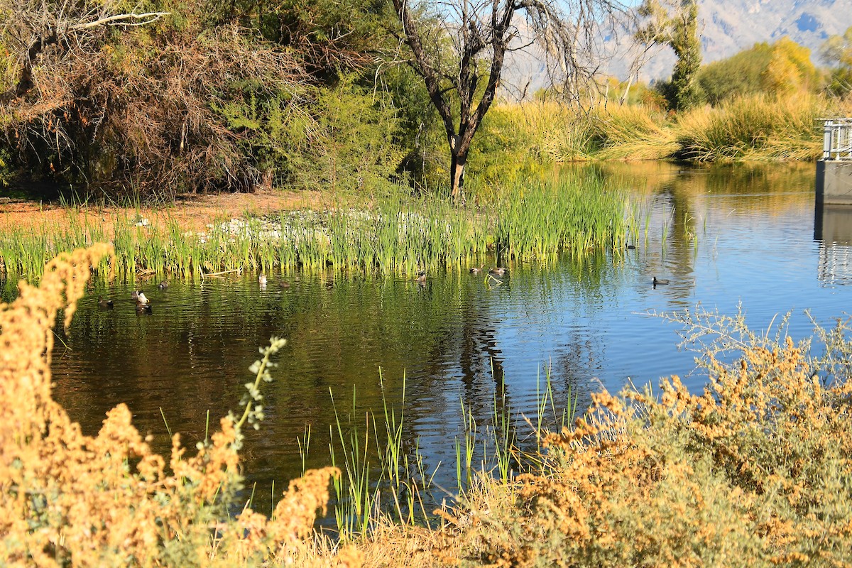 Серая утка - ML647836688