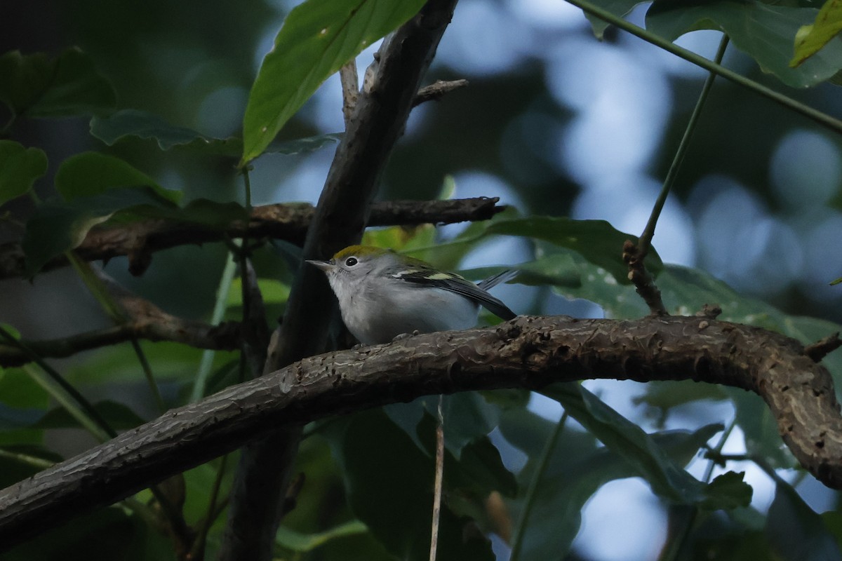 Reinita de Pensilvania - ML647836704