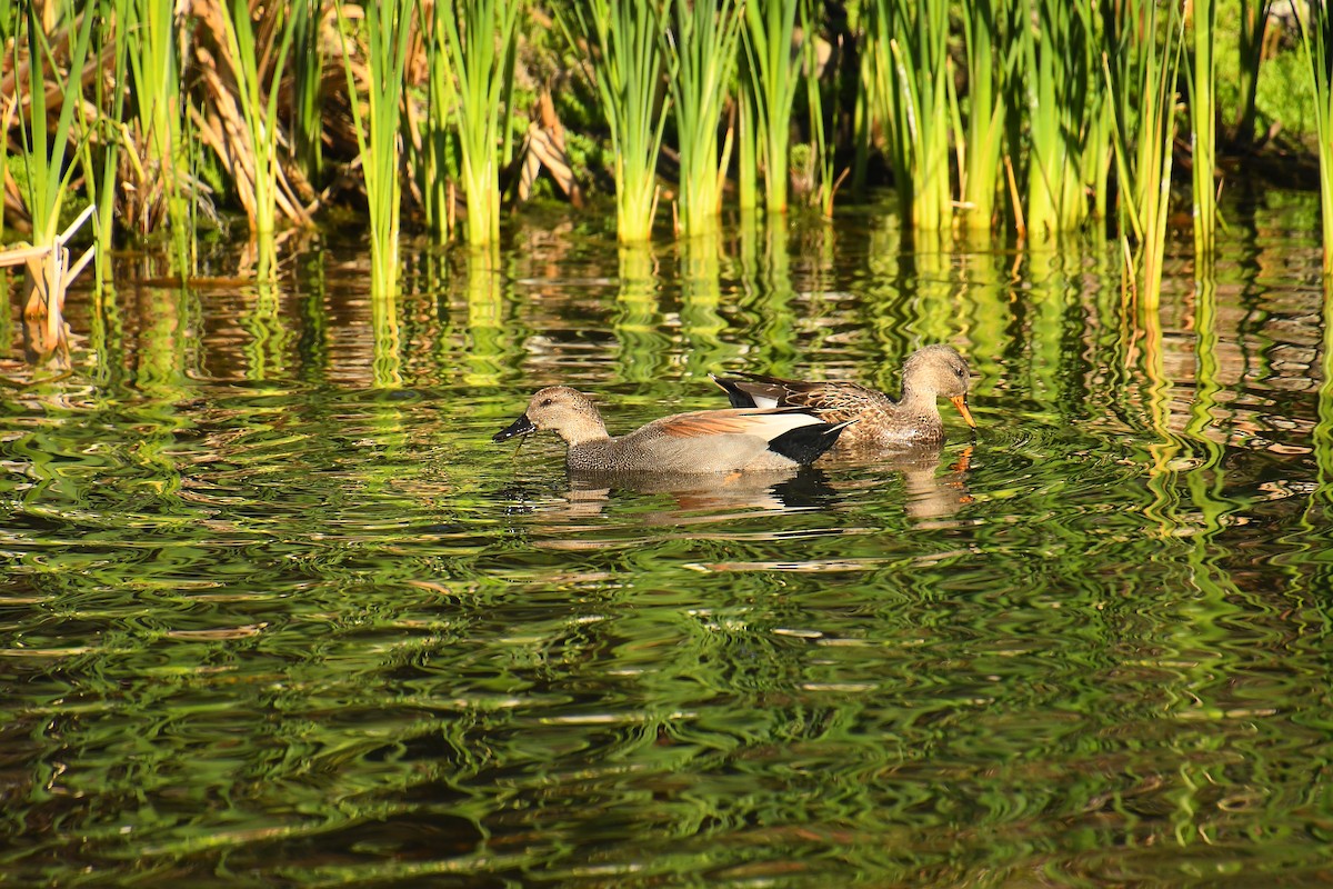 Серая утка - ML647836708