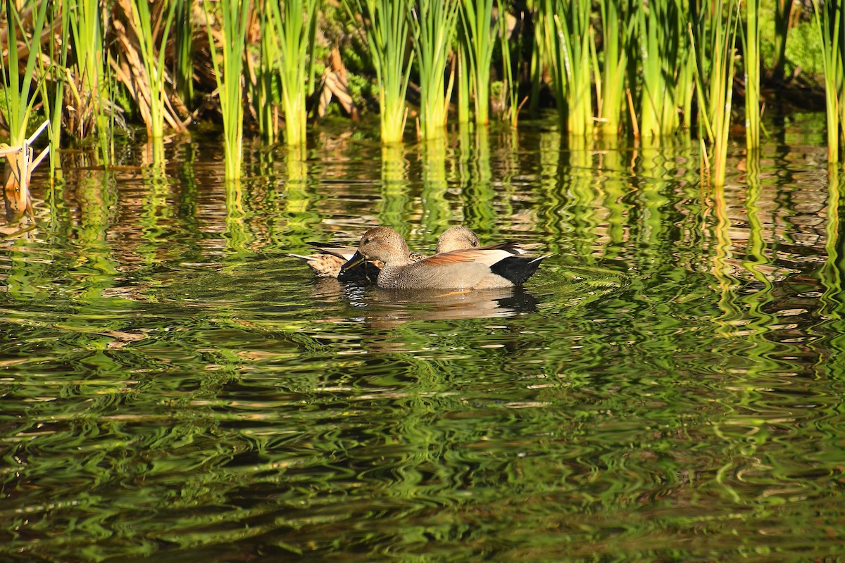 Серая утка - ML647836709