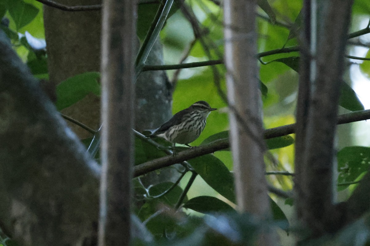 Northern Waterthrush - ML647836718