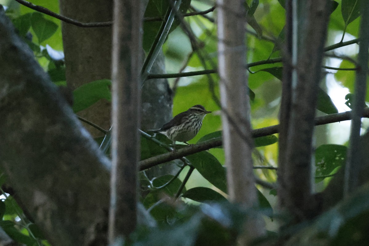 Northern Waterthrush - ML647836719