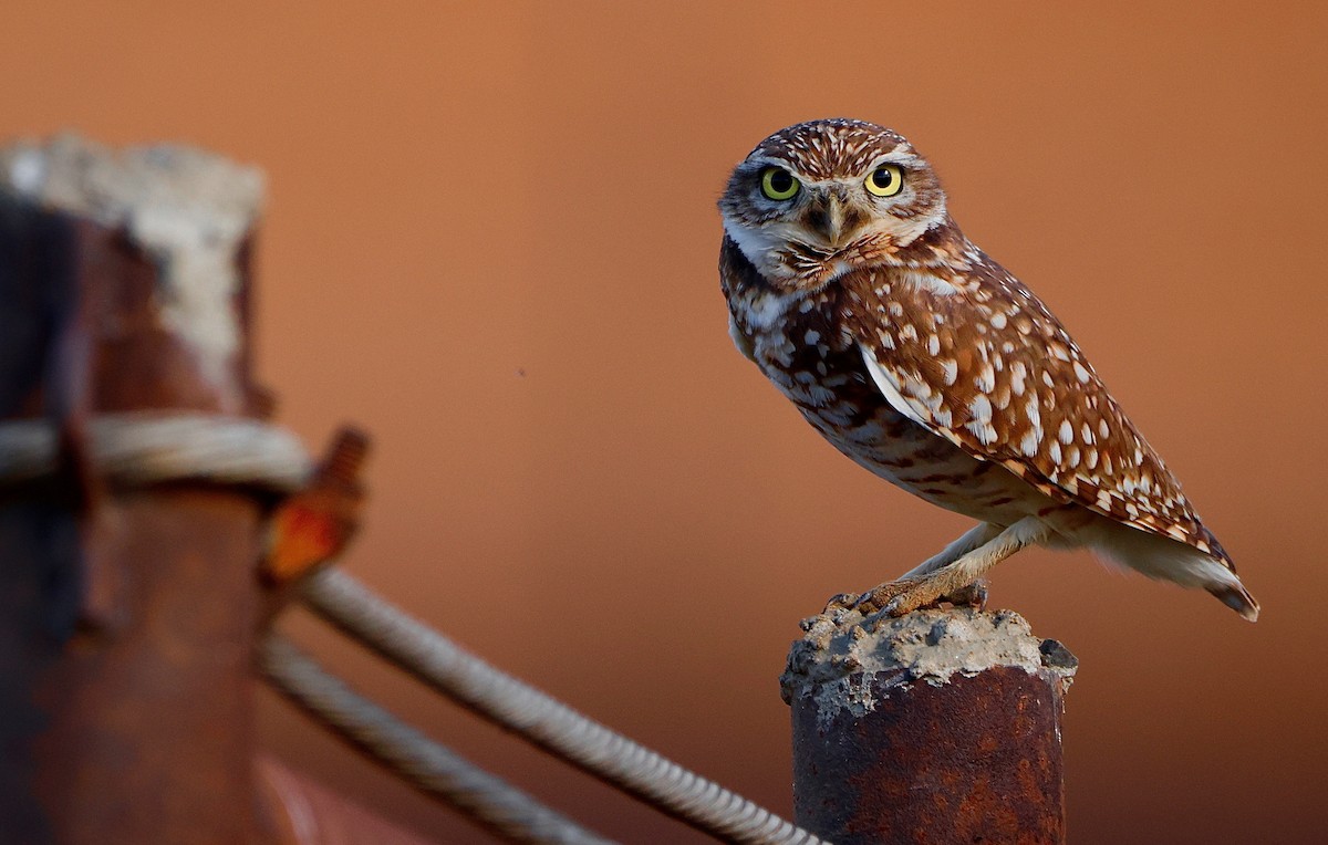 Mochuelo de Madriguera - ML647836725