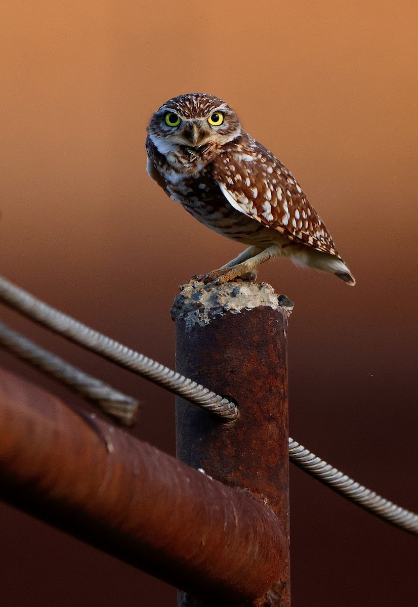 Mochuelo de Madriguera - ML647836726