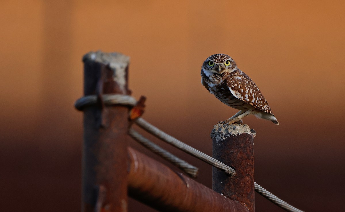 Mochuelo de Madriguera - ML647836727