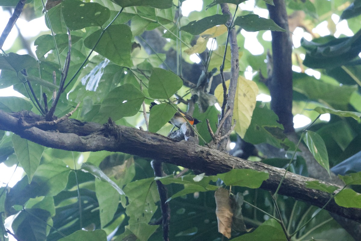 סבכון חכלילי - ML647836731