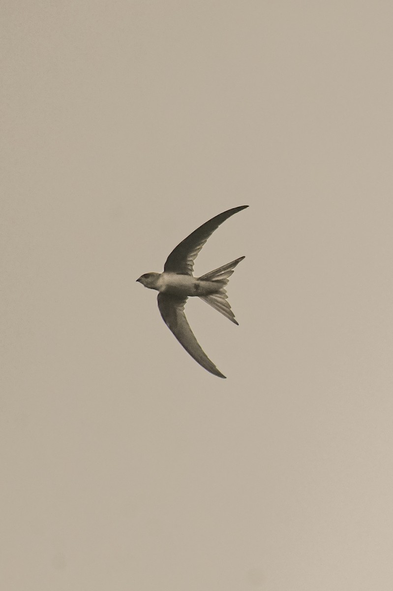 Bengalensegler - ML647836733