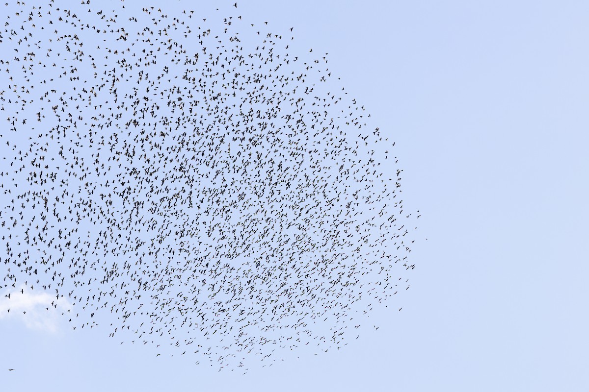 Коровий трупиал, буроголовый желтушник - ML647836739