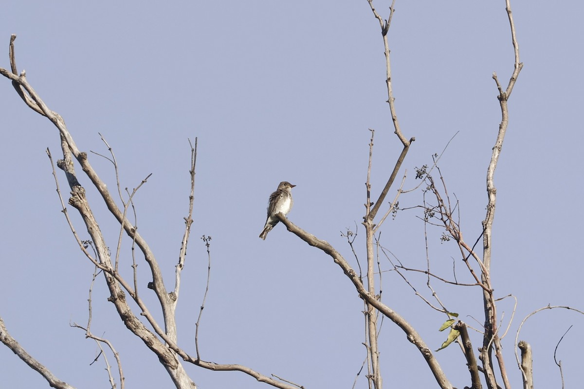 Eastern Wood-Pewee - ML647836740
