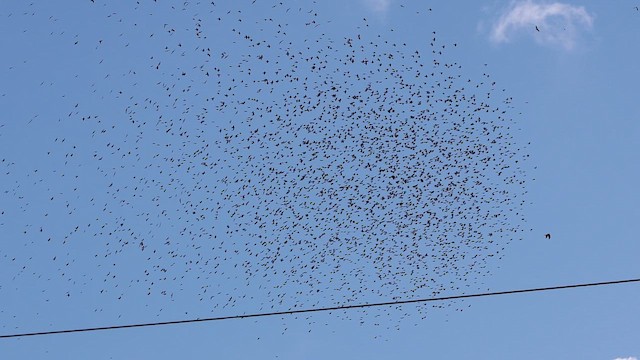 Коровий трупиал, буроголовый желтушник - ML647836743