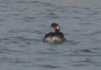 Grèbe à cou noir - ML647836786