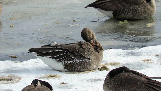 Лесной гуменник - ML647836787